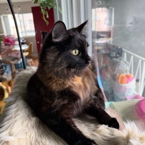 Enlarge Scarlet, an adopted Domestic Medium Hair in Los Angeles, CA image 4/5