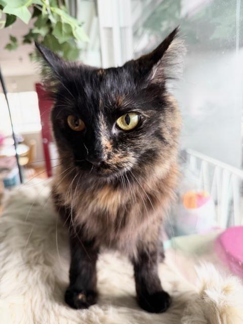 Enlarge Scarlet, an adopted Domestic Medium Hair in Los Angeles, CA image 1/5