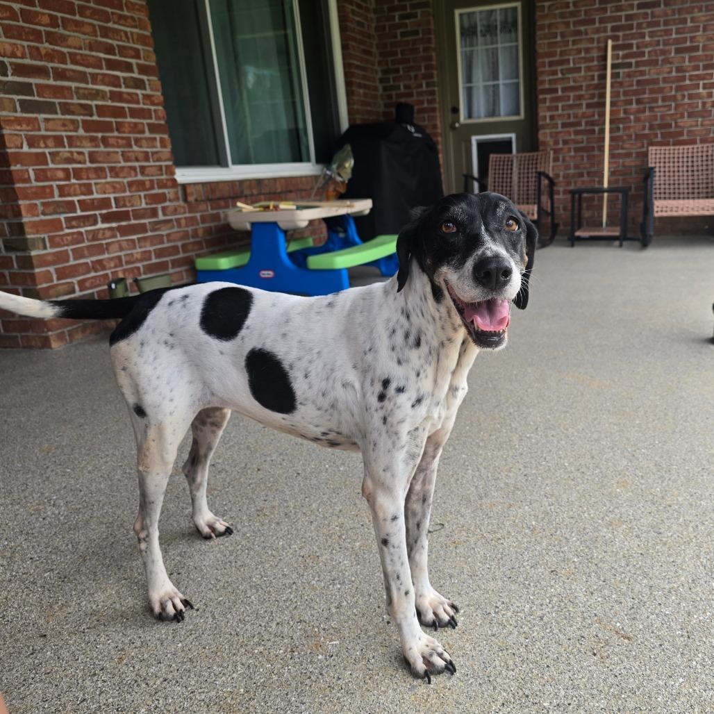 Gracie G, Adoptable, Senior Female English Pointer.