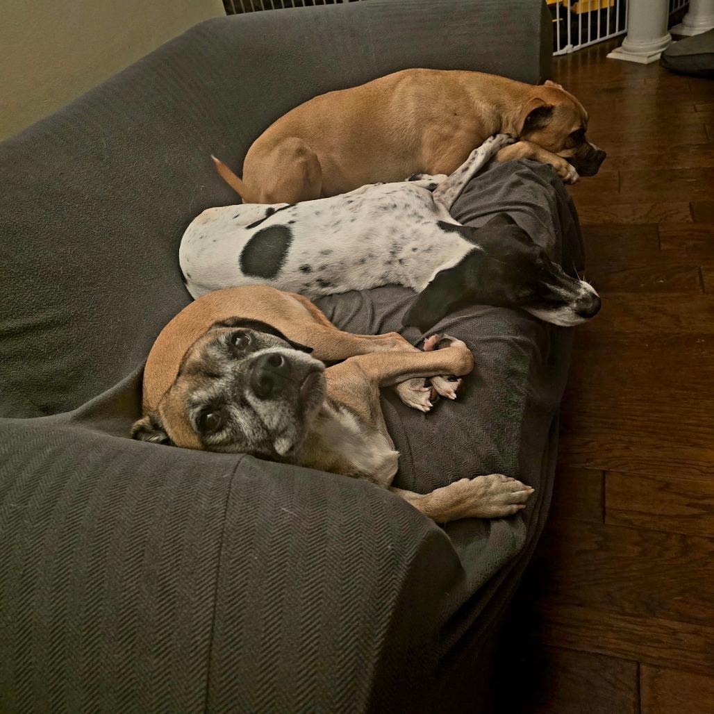 Enlarge Gracie G, a Adoptable English Pointer in Huntsville, AL image 2/6