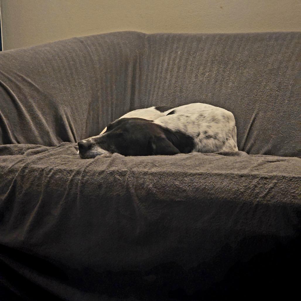 Enlarge Gracie G, a Adoptable English Pointer in Huntsville, AL image 3/6