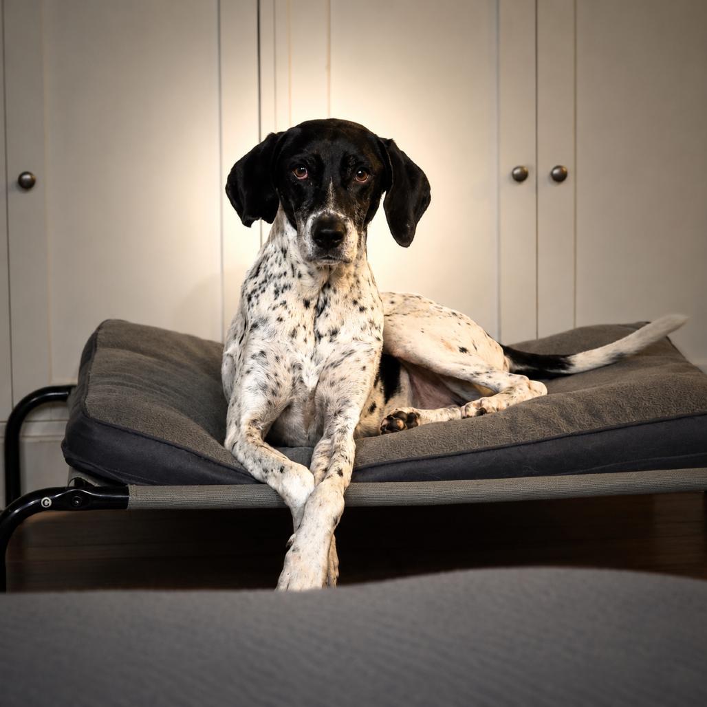 Enlarge Gracie G, a Adoptable English Pointer in Huntsville, AL image 4/6