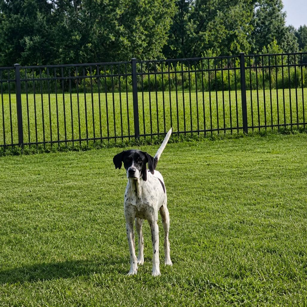 Enlarge Gracie G, a Adoptable English Pointer in Huntsville, AL image 5/6