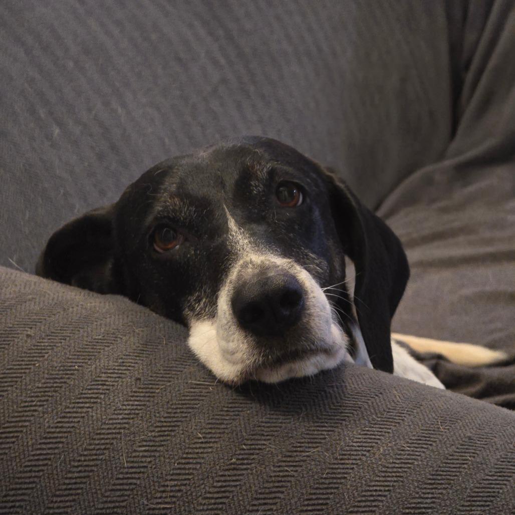 Enlarge Gracie G, a Adoptable English Pointer in Huntsville, AL image 6/6
