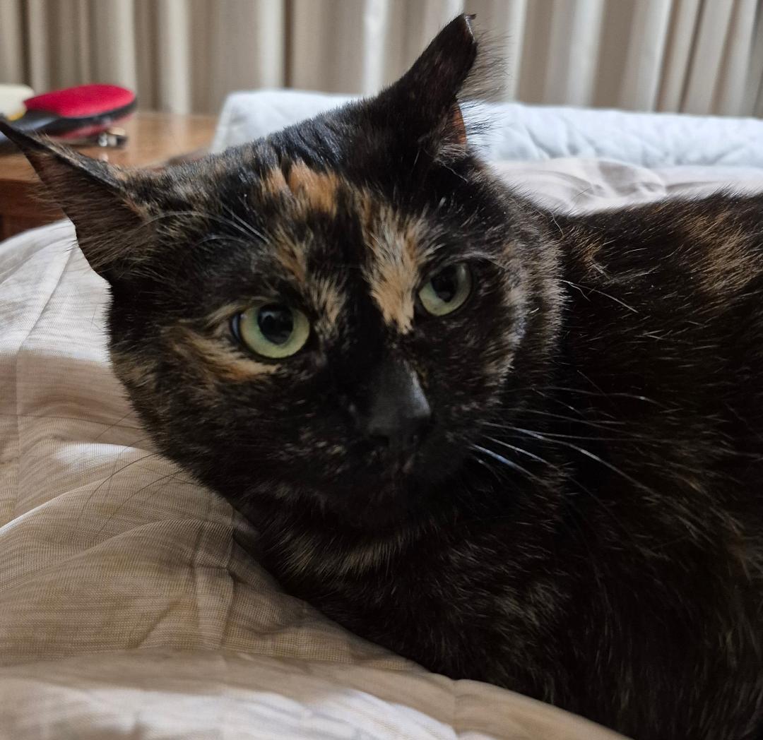 Enlarge Mimosa (Courtesy Post), a Adoptable Domestic Long Hair in San Jose, CA image 1/3