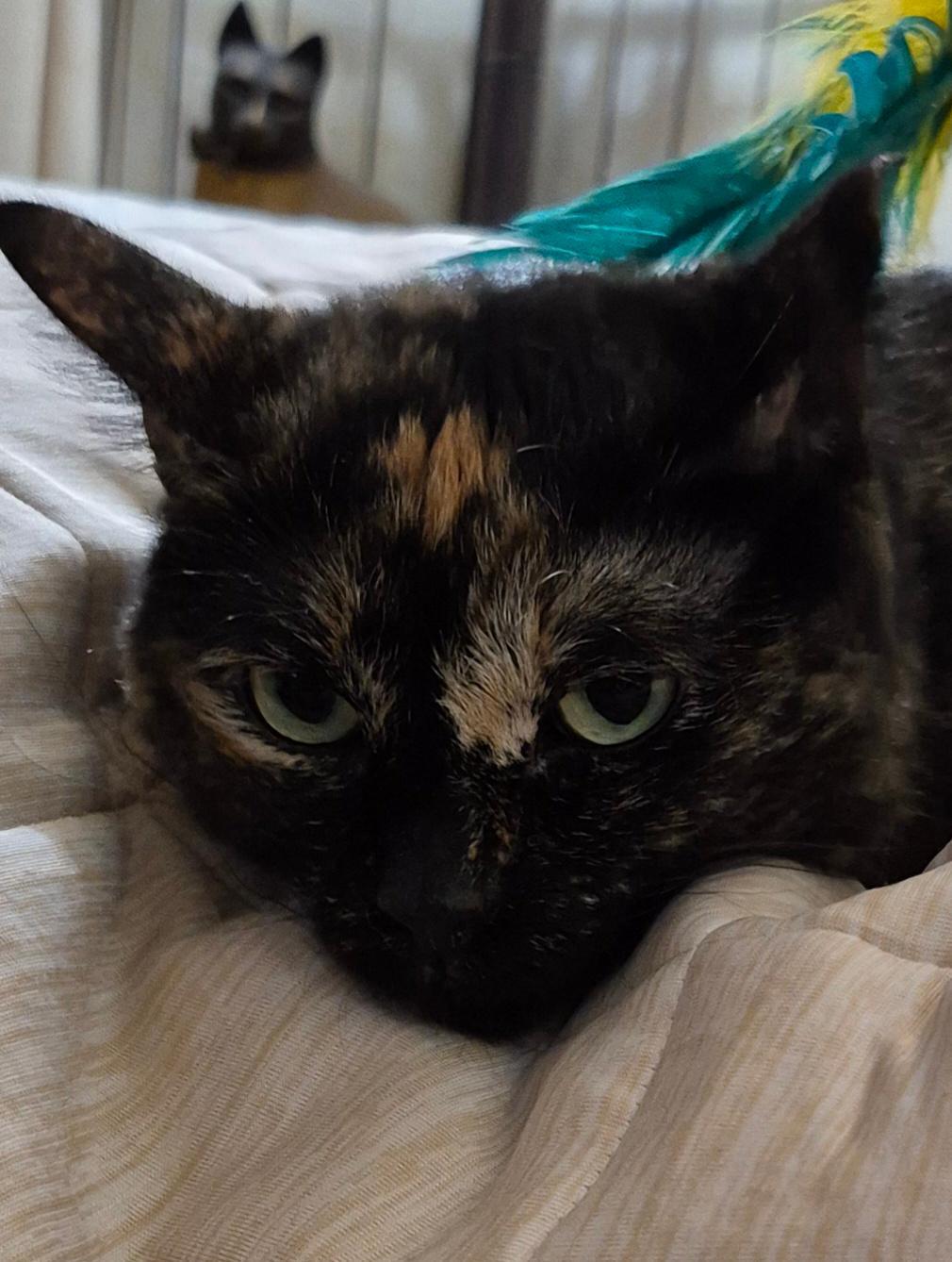 Mimosa (Courtesy Post), Adoptable, Adult Female Domestic Long Hair.