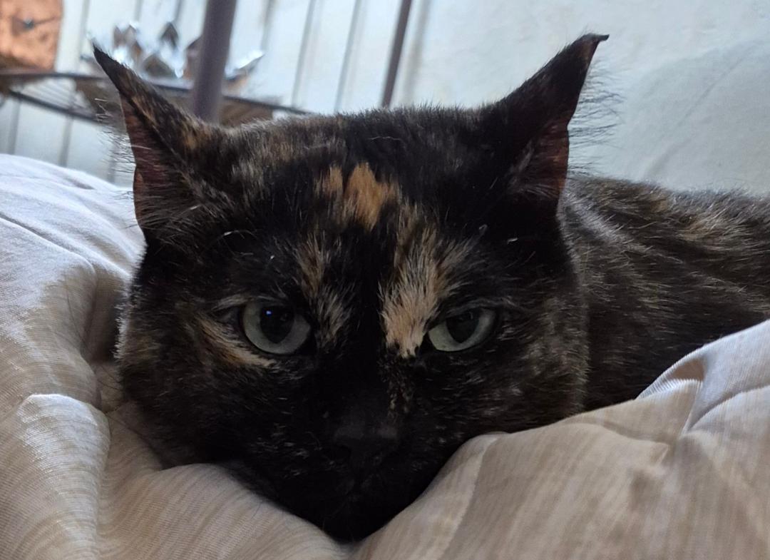 Enlarge Mimosa (Courtesy Post), a Adoptable Domestic Long Hair in San Jose, CA image 3/3