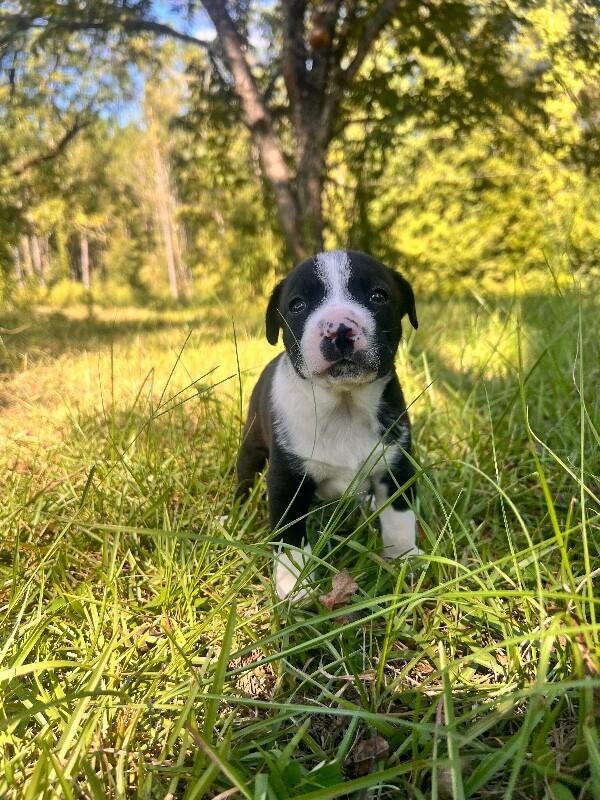 Enlarge Bruce, a Adoptable Mixed Breed in Thomasville, AL image 1/1