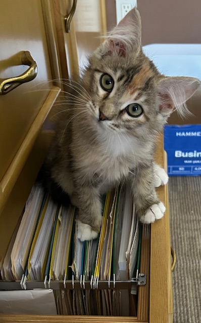 Enlarge Mirabelle, a Adopted Torbie in Las Vegas, NV image 2/3