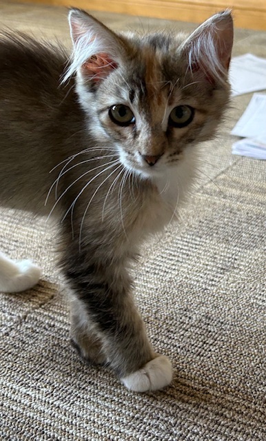 Enlarge Mirabelle, a Adopted Torbie in Las Vegas, NV image 3/3