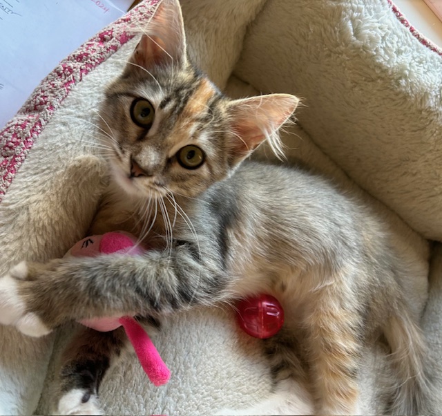 Mirabelle, Adopted, Young Female Torbie.