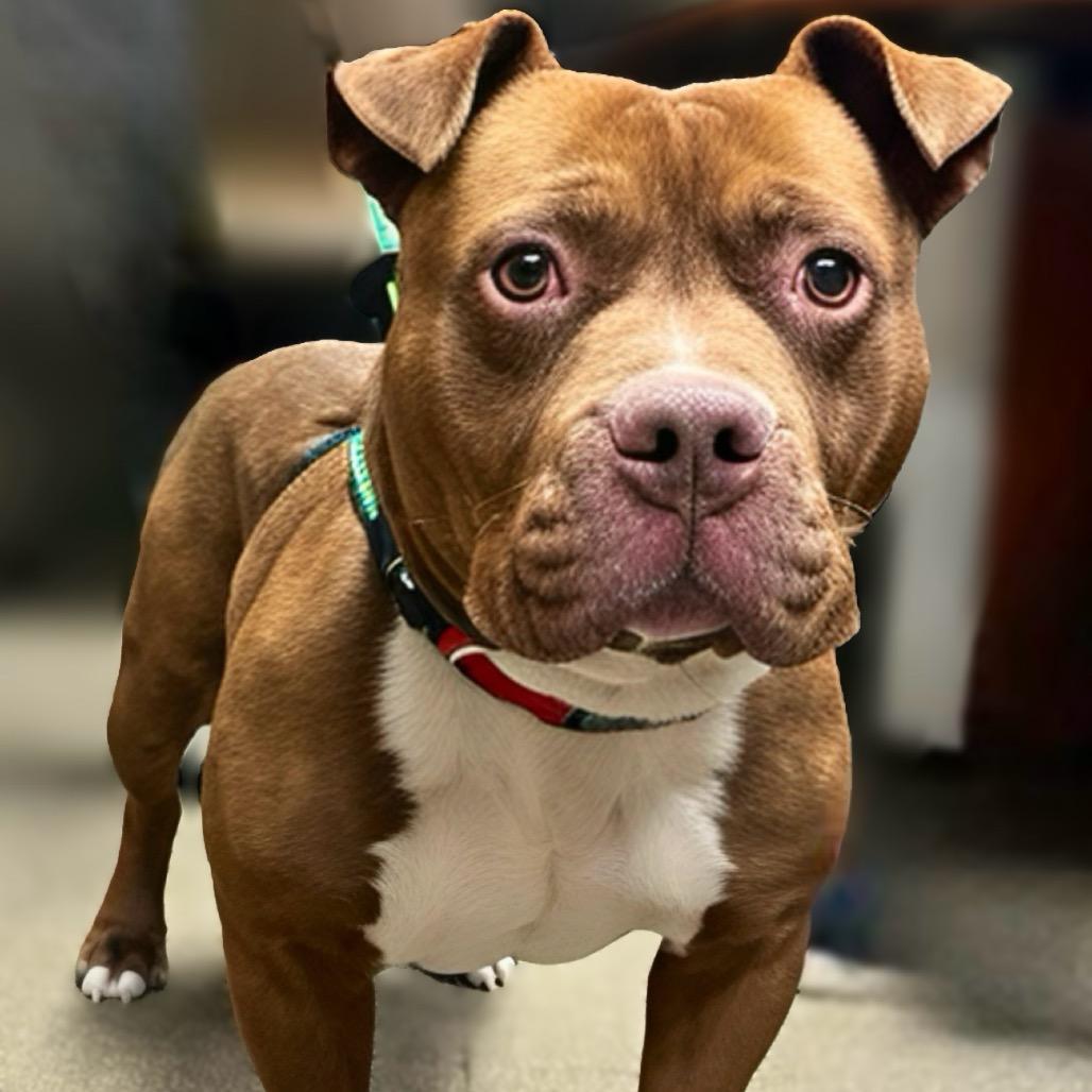 Banksy, Adoptable, Adult Male Pit Bull Terrier.