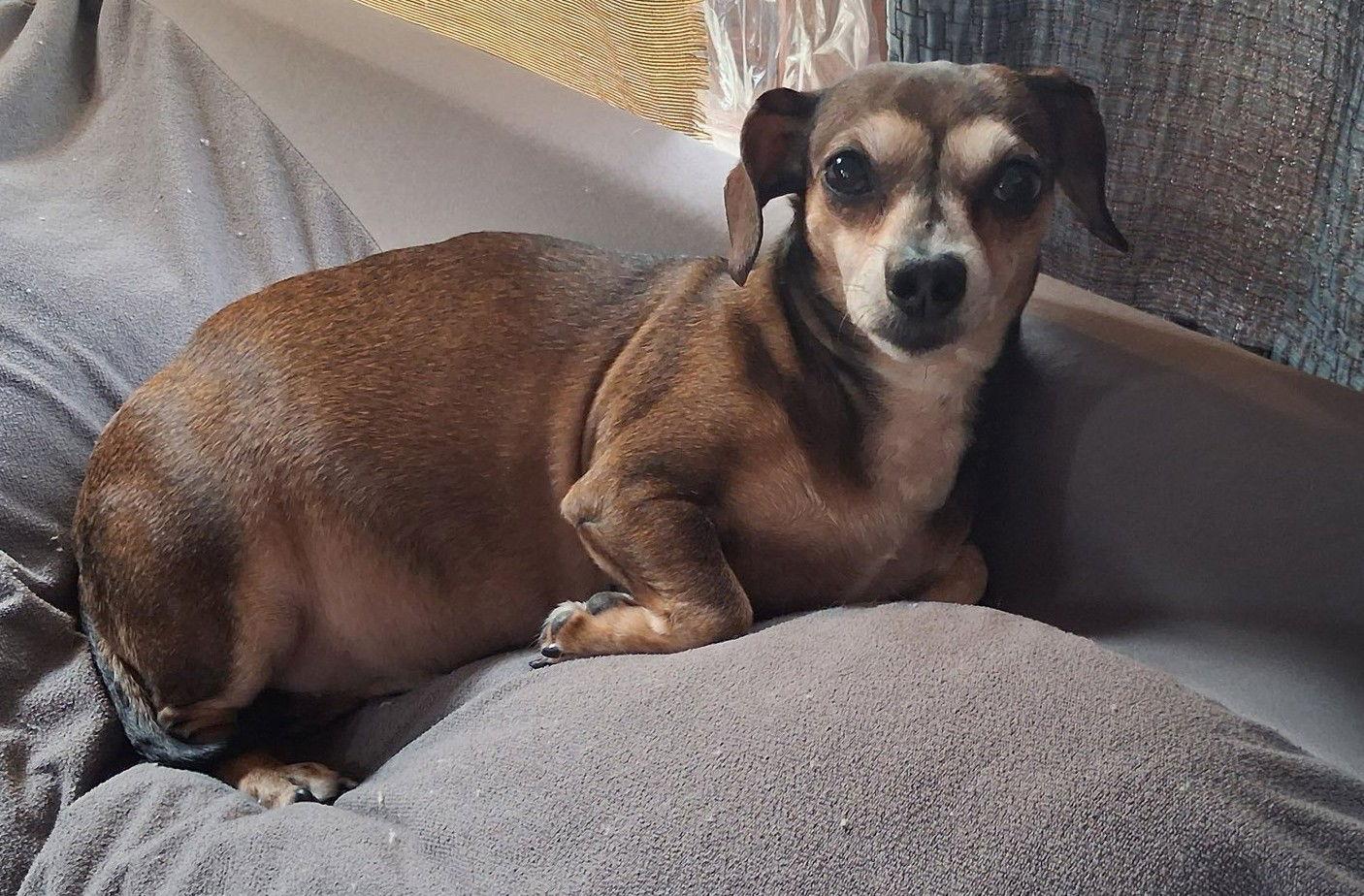 Lulu D3341, Adopted, Senior Female Dachshund & Chihuahua.