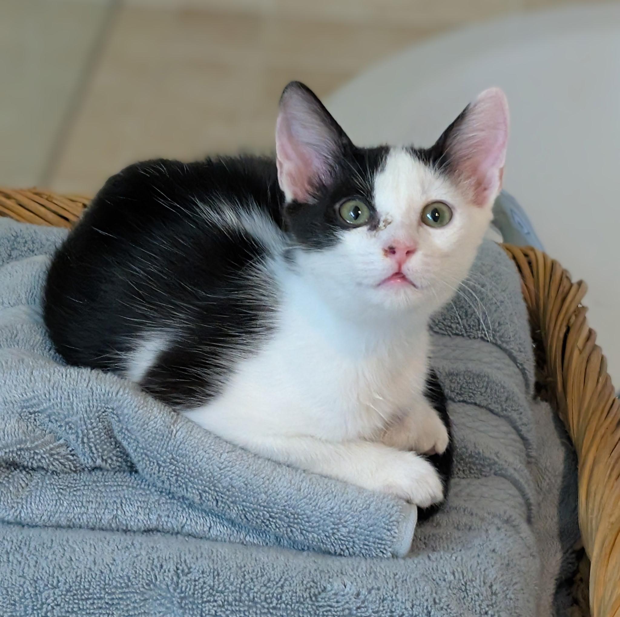 Enlarge Chase, a Adoptable mixed breed in Melbourne, FL image 2/6