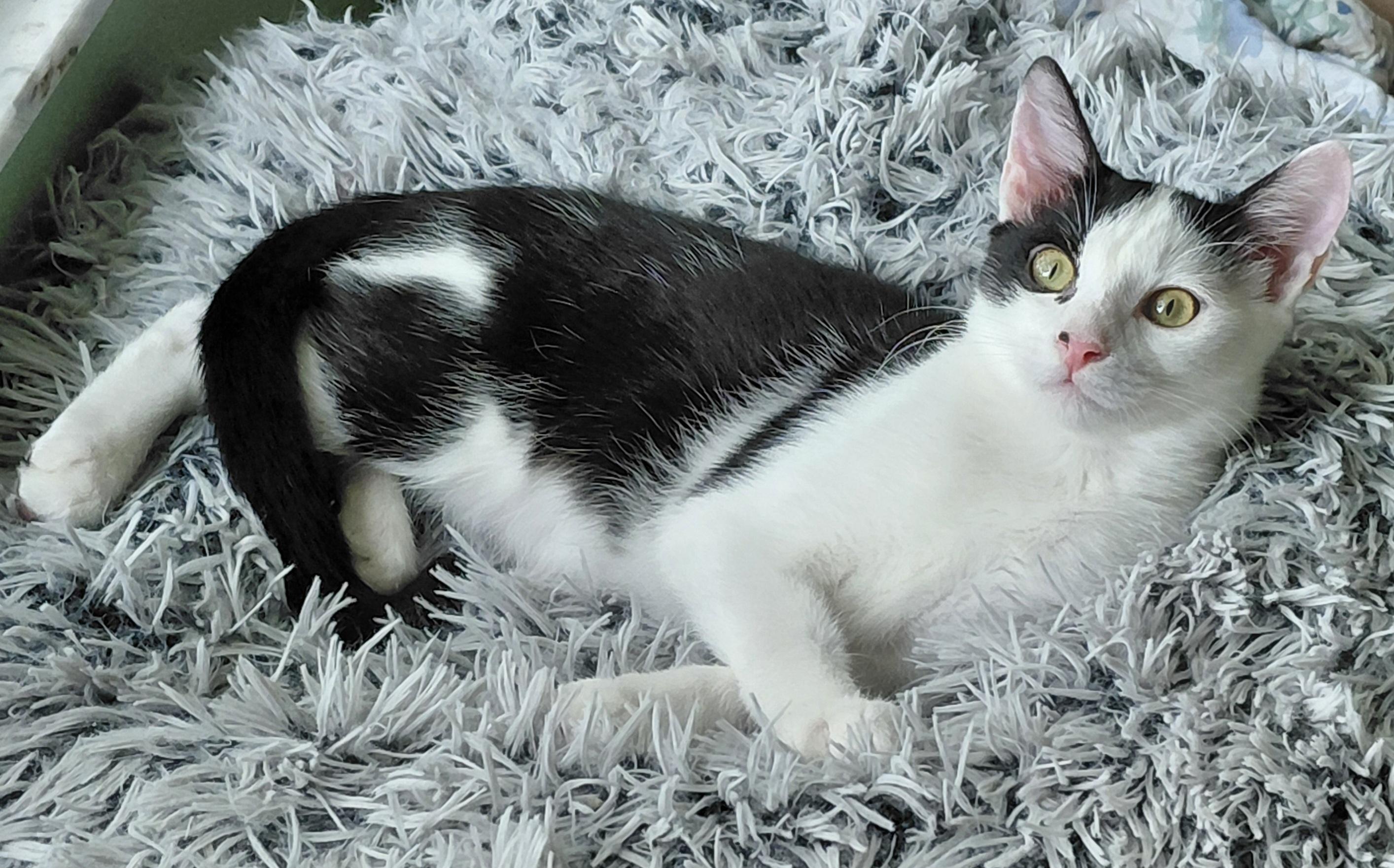 Chase, Adoptable, Kitten Male Domestic Short Hair & Tuxedo.