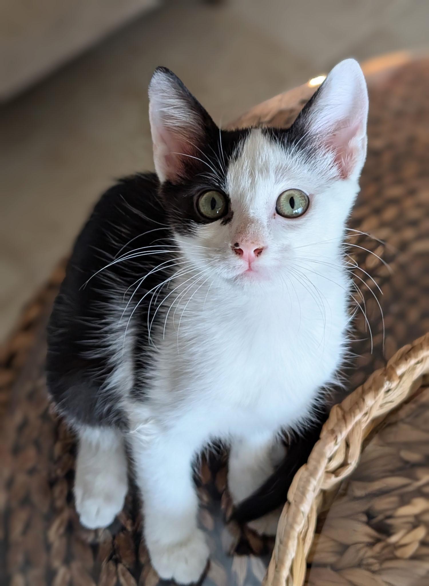 Chase, ADOPTABLE, Kitten Male Domestic Short Hair & Tuxedo.