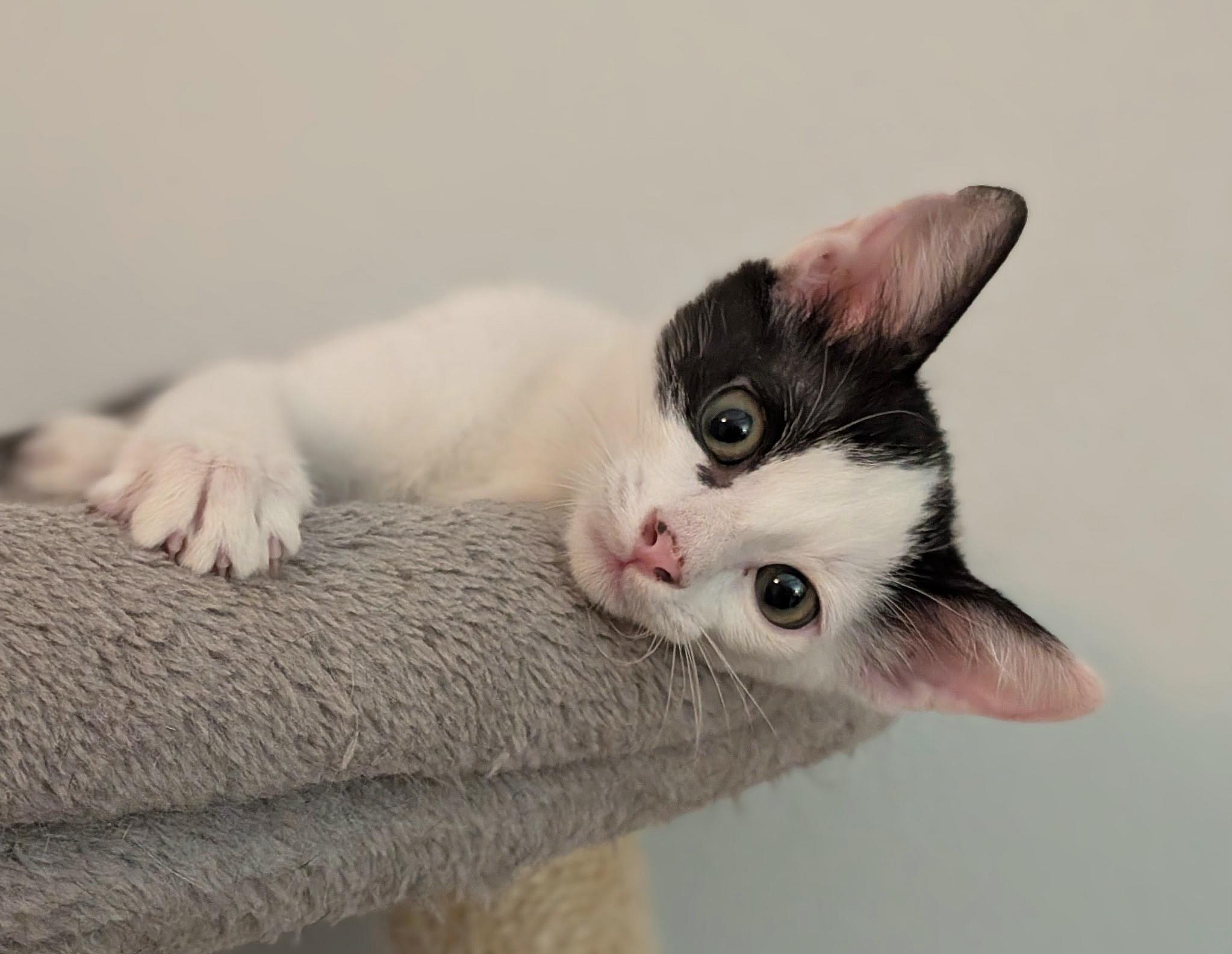 Enlarge Chase, a ADOPTABLE mixed breed in Melbourne, FL image 3/5