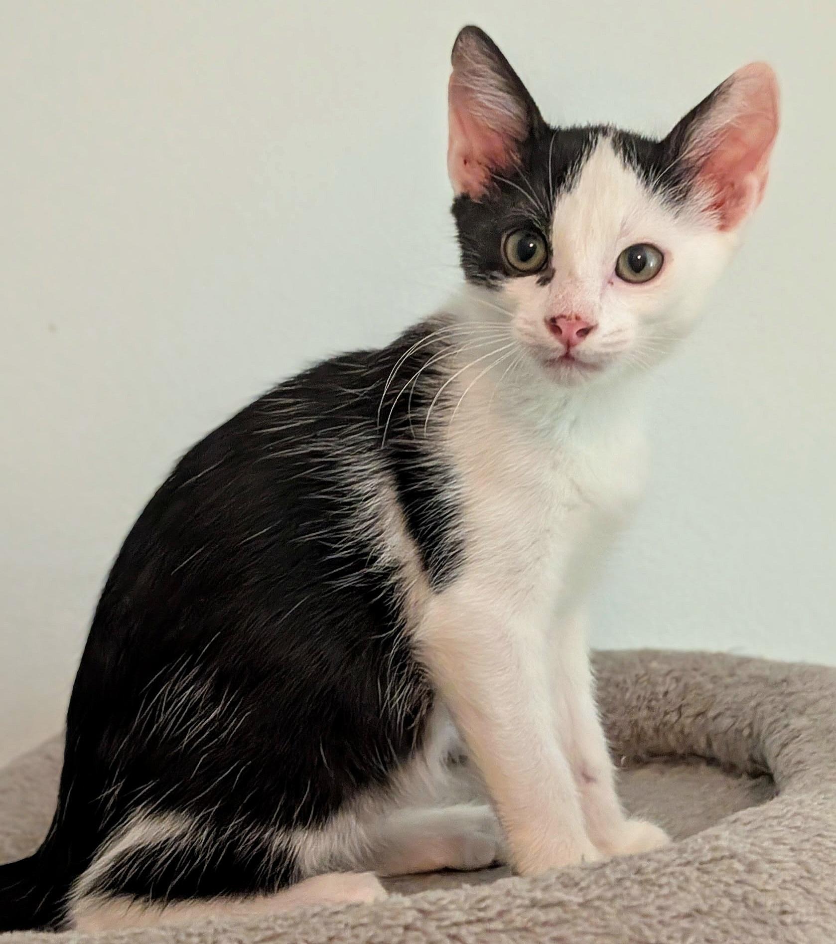 Enlarge Chase, a ADOPTABLE mixed breed in Melbourne, FL image 2/5