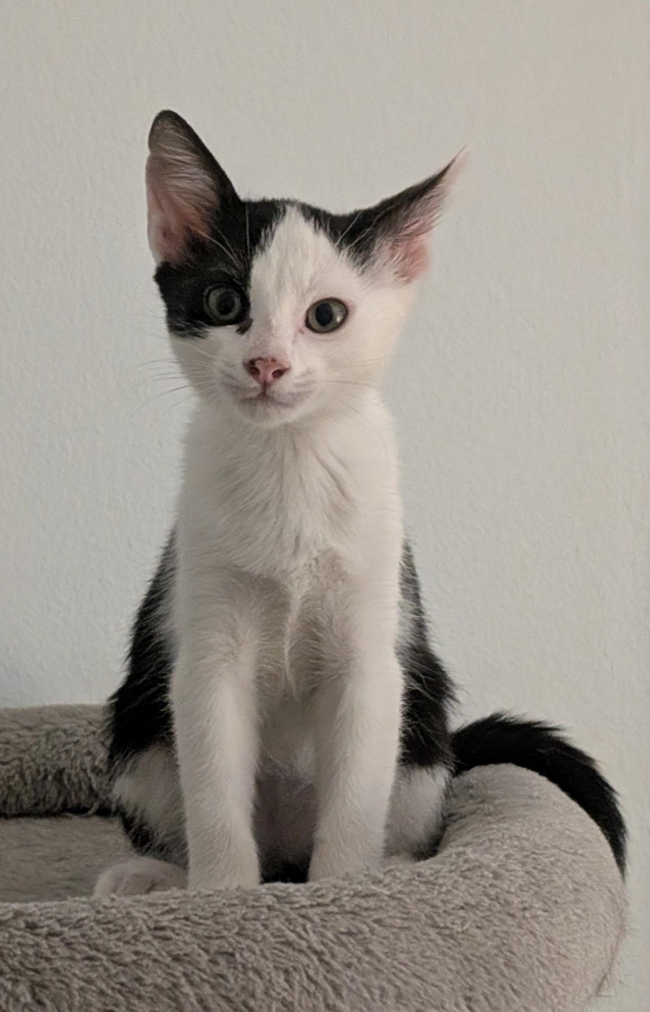 Enlarge Chase, a ADOPTABLE mixed breed in Melbourne, FL image 5/5