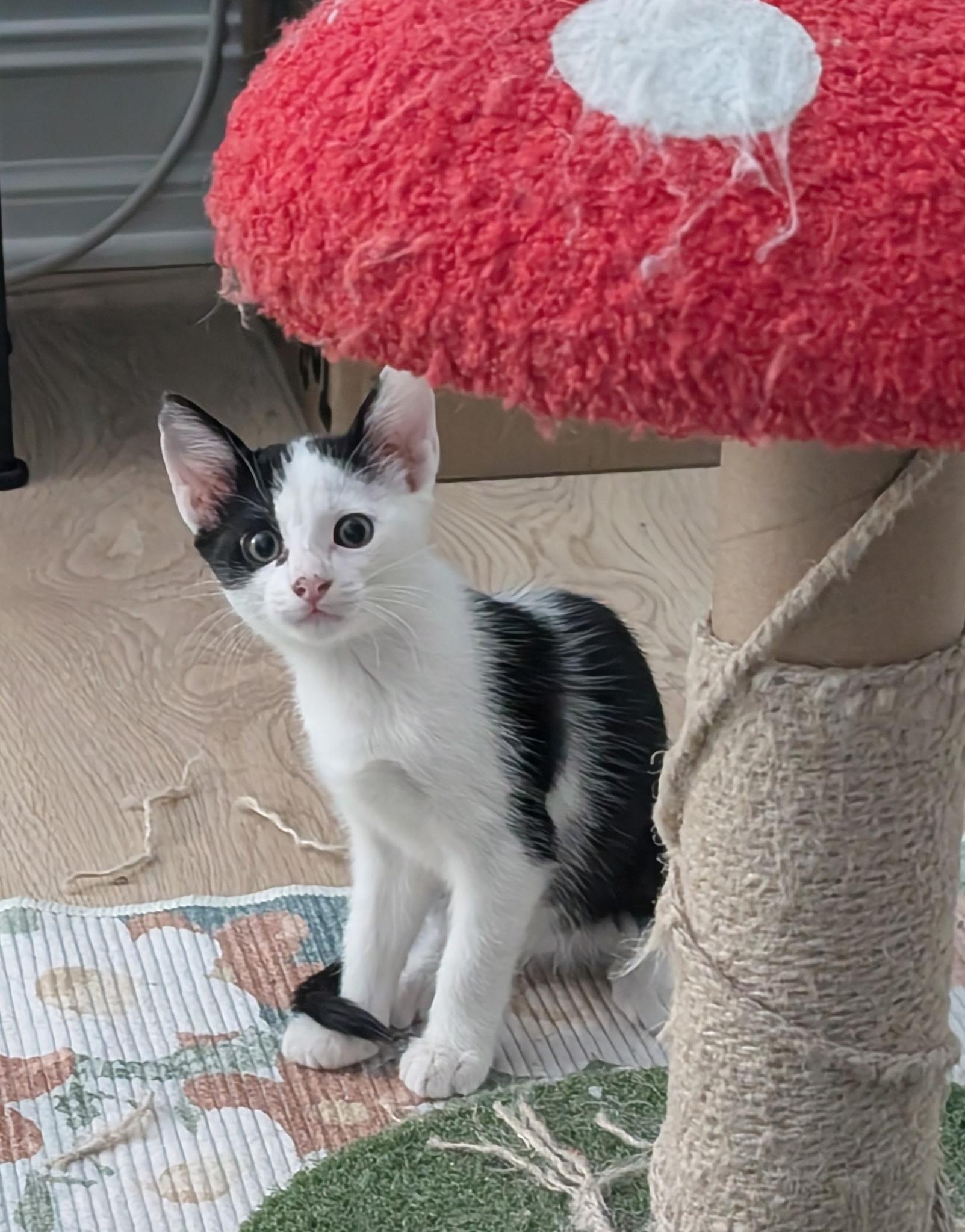 Enlarge Chase, a ADOPTABLE mixed breed in Melbourne, FL image 4/5