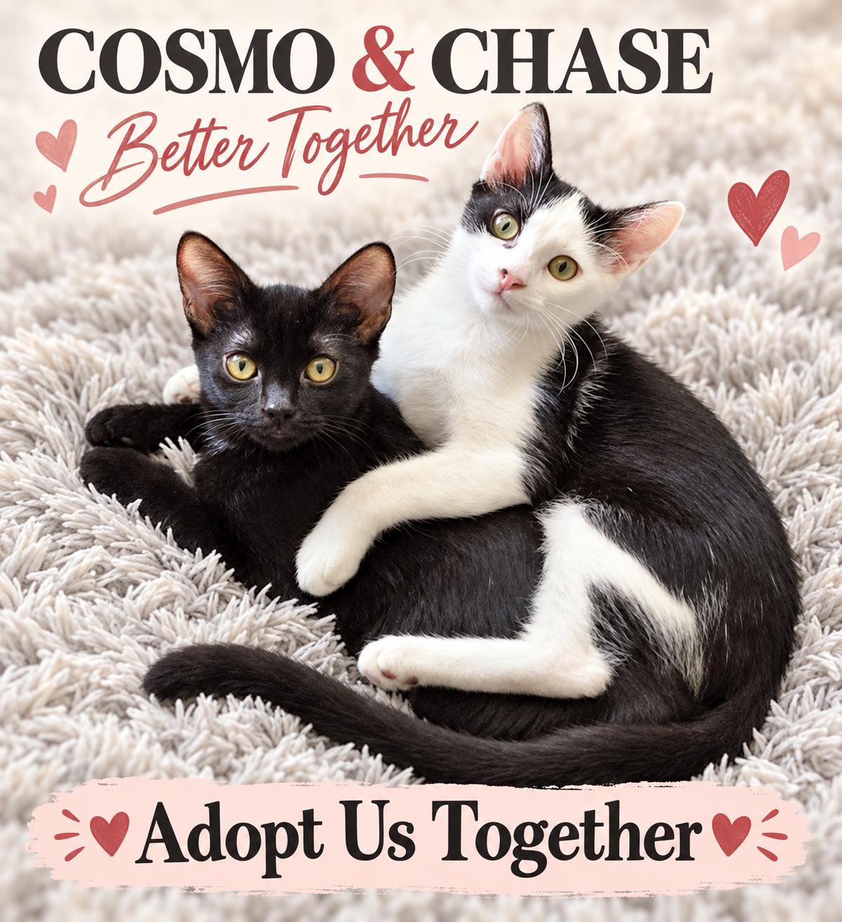 Enlarge Chase, a Adoptable mixed breed in Melbourne, FL image 6/6
