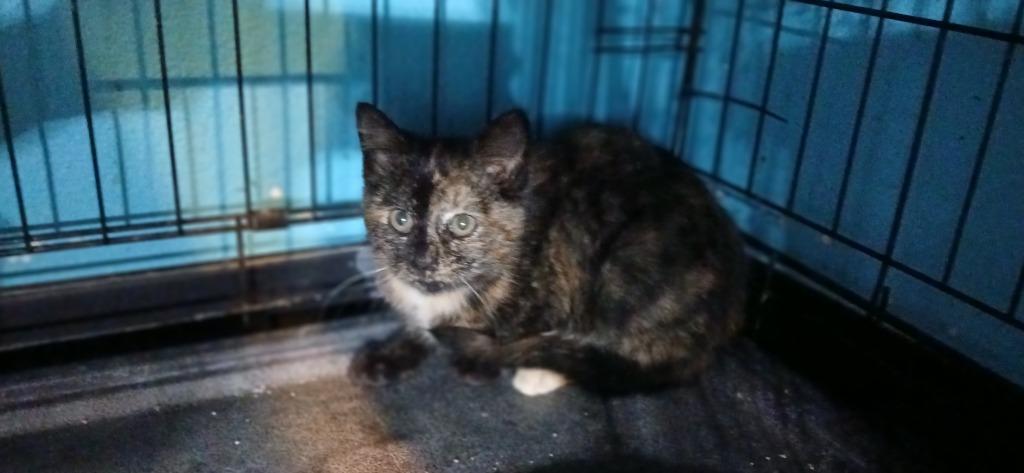 Smooch, Adoptable, Kitten Female Domestic Short Hair.