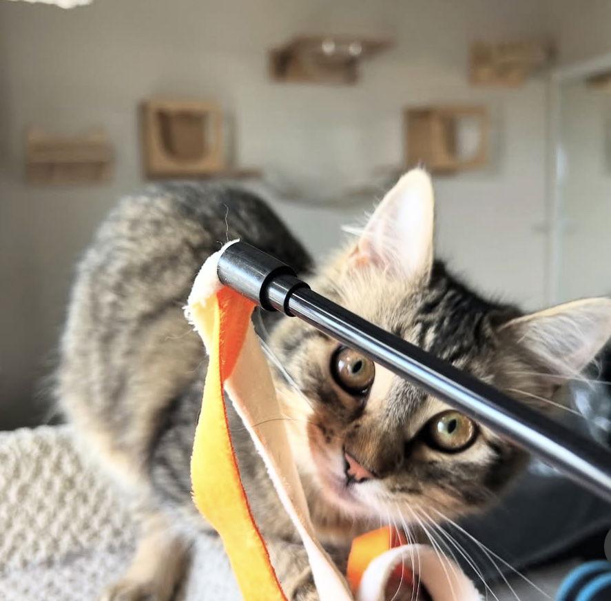 Fluff (&amp; Etta), Adoptable, Young Female Domestic Long Hair.