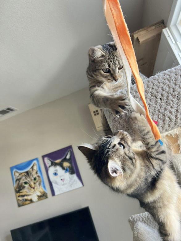 Enlarge Fluff (&amp; Etta), a Adoptable mixed breed in Castro Valley, CA image 2/3