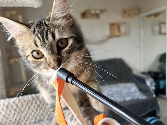Enlarge Fluff (&amp; Etta), a Adoptable mixed breed in Castro Valley, CA image 3/3
