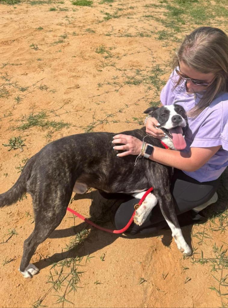 Elliot, Adoptable, Young Male Labrador Retriever & Terrier.