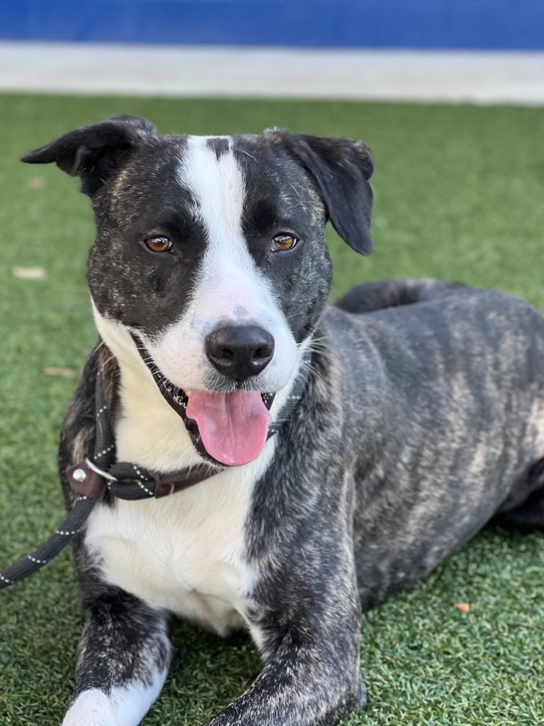 Enlarge Elliot, a Adoptable mixed breed in Hartsville, SC image 2/6