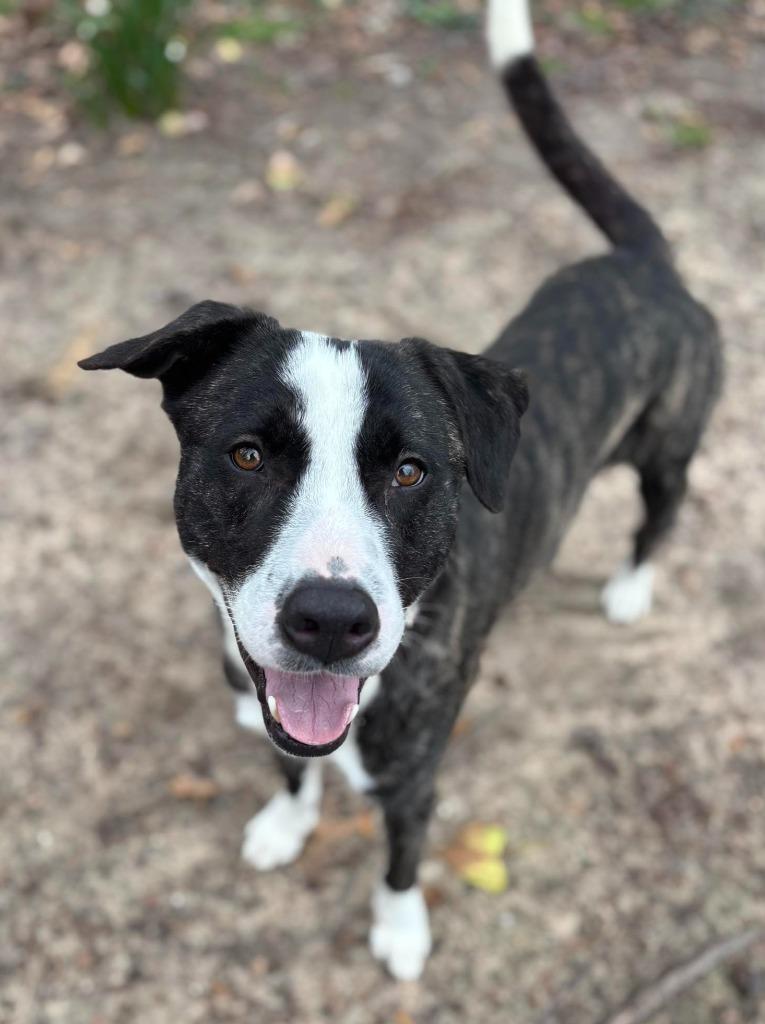 Enlarge Elliot, a Adoptable mixed breed in Hartsville, SC image 3/6