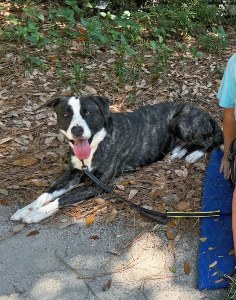 Enlarge Elliot, a Adoptable mixed breed in Hartsville, SC image 4/6