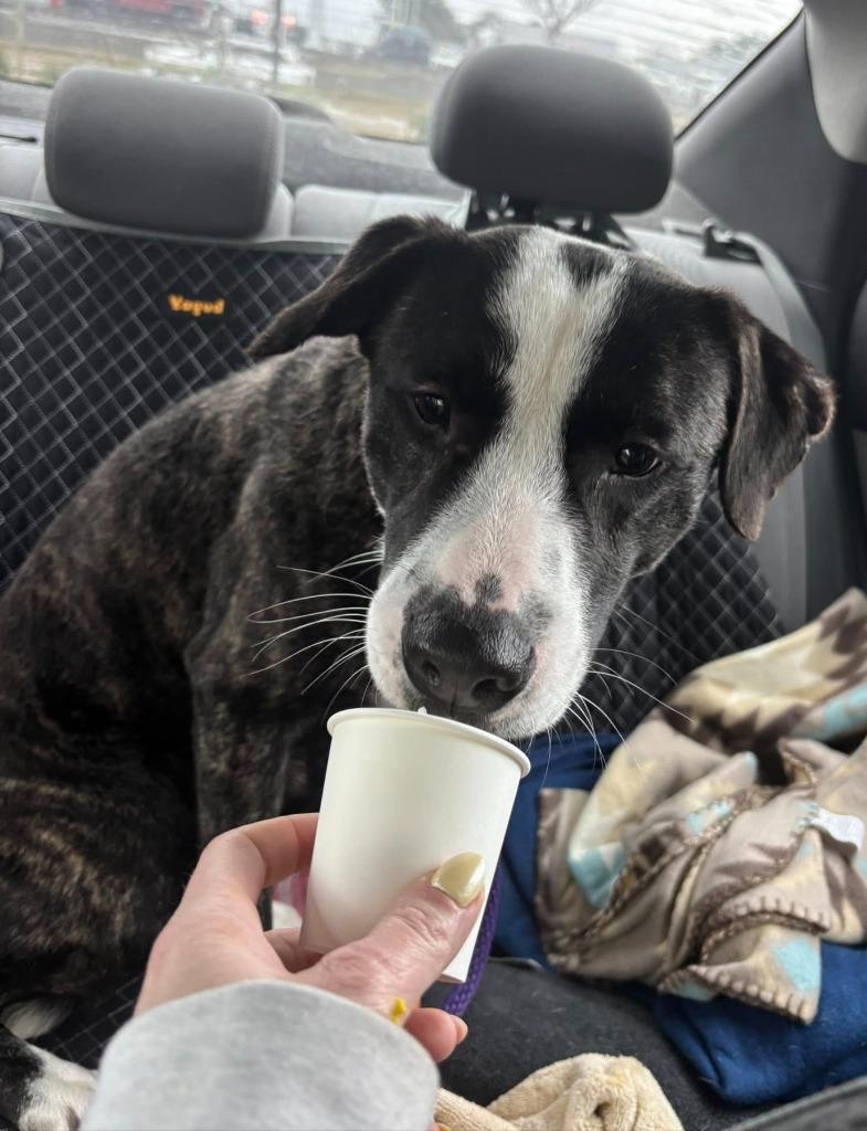 Enlarge Elliot, a Adoptable mixed breed in Hartsville, SC image 5/6