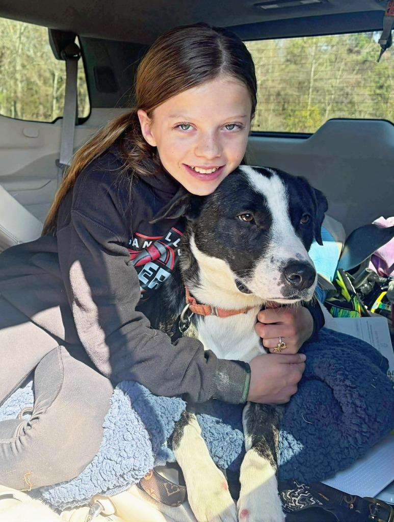 Enlarge Elliot, a Adoptable mixed breed in Hartsville, SC image 6/6