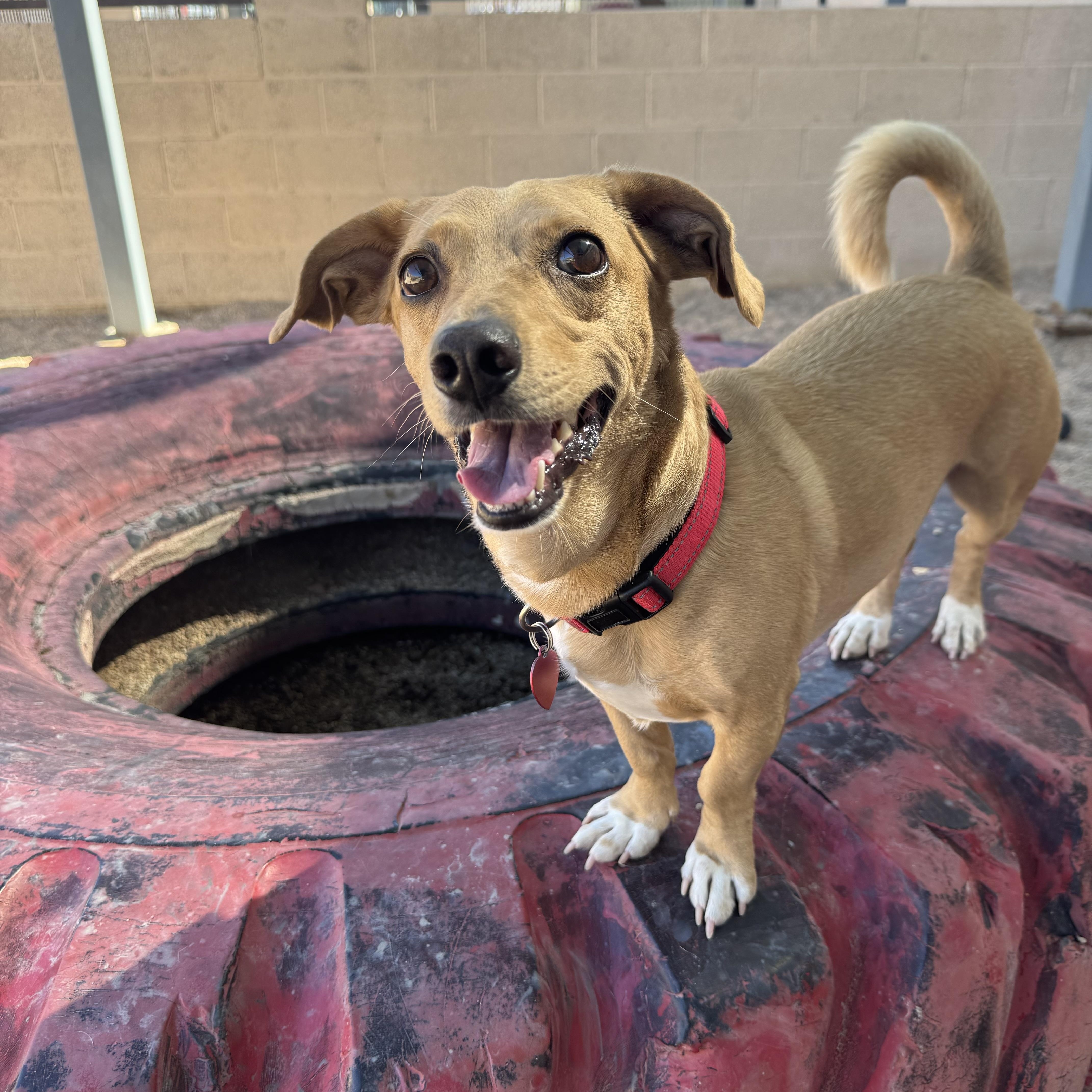 Magic Johnson, Adoptable, Adult Male Dachshund.