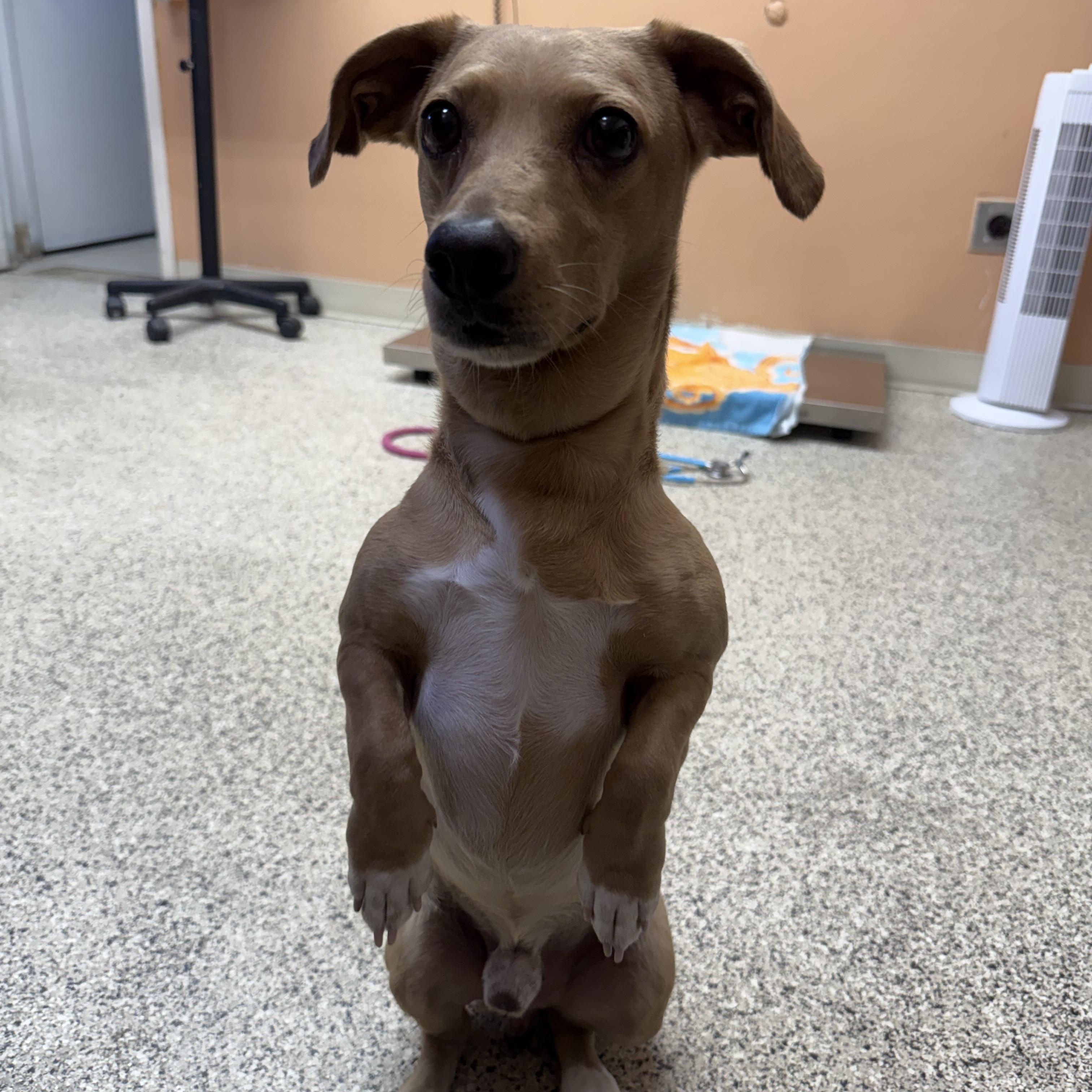 Enlarge Magic Johnson, a Adoptable mixed breed in Phoenix, AZ image 3/4