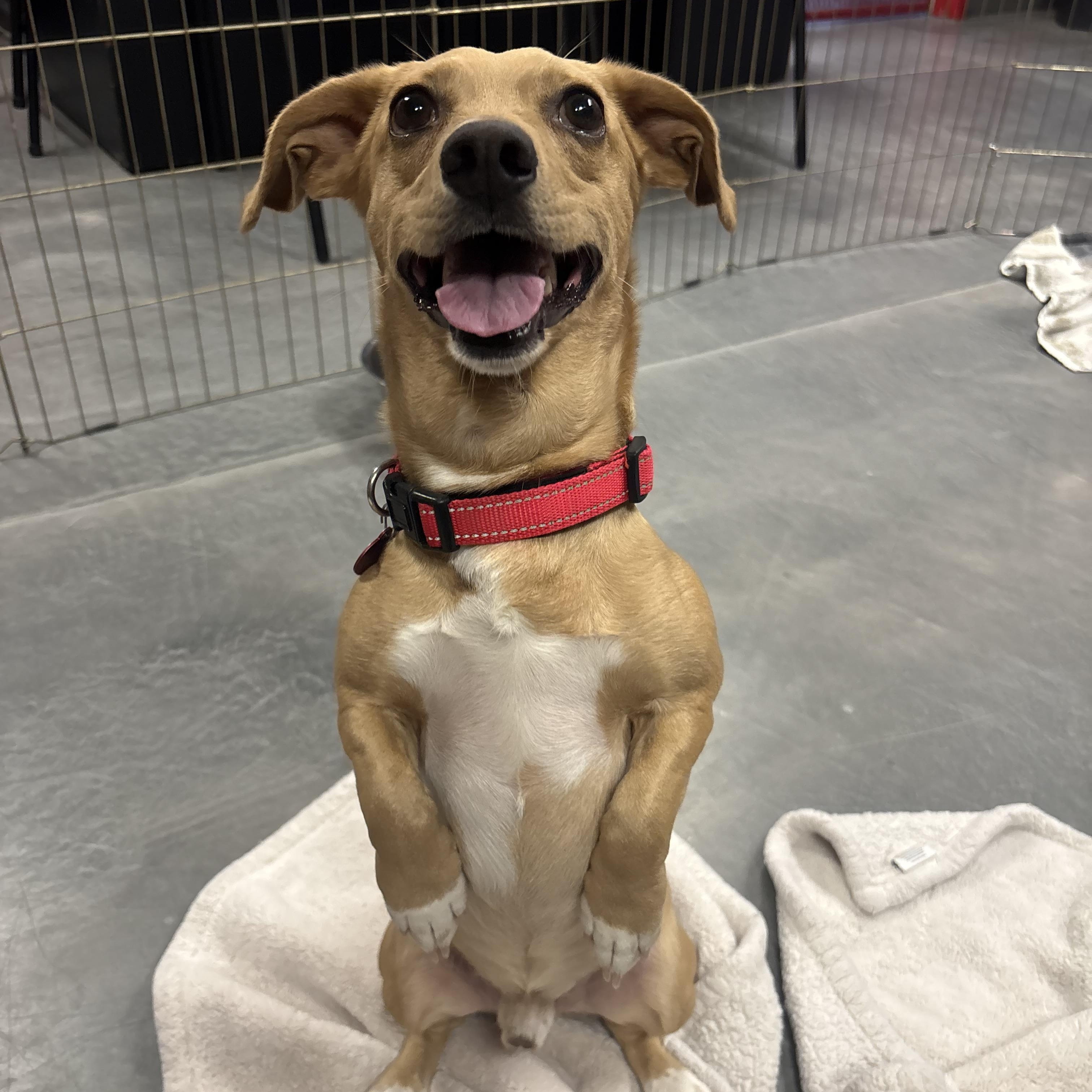 Enlarge Magic Johnson, a Adoptable mixed breed in Phoenix, AZ image 2/4