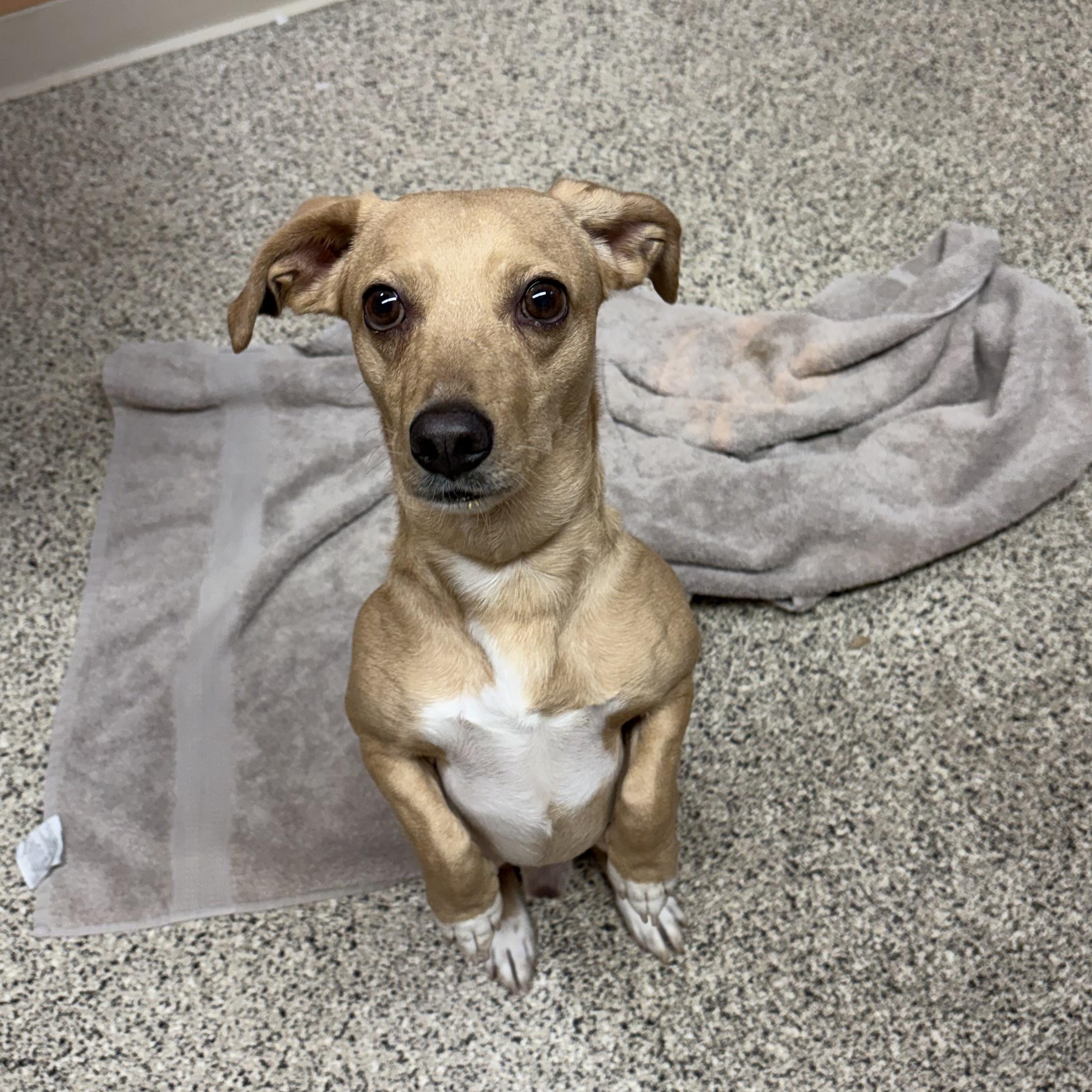 Enlarge Magic Johnson, a Adoptable mixed breed in Phoenix, AZ image 4/4