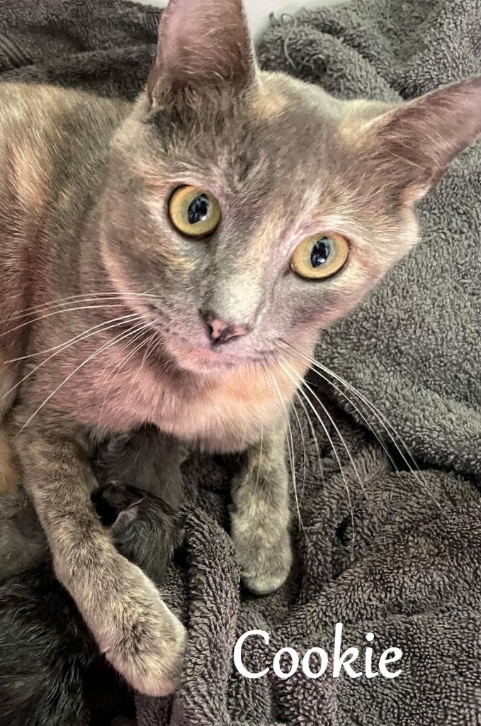 Cookie, Adoptable, Adult Female Domestic Short Hair.