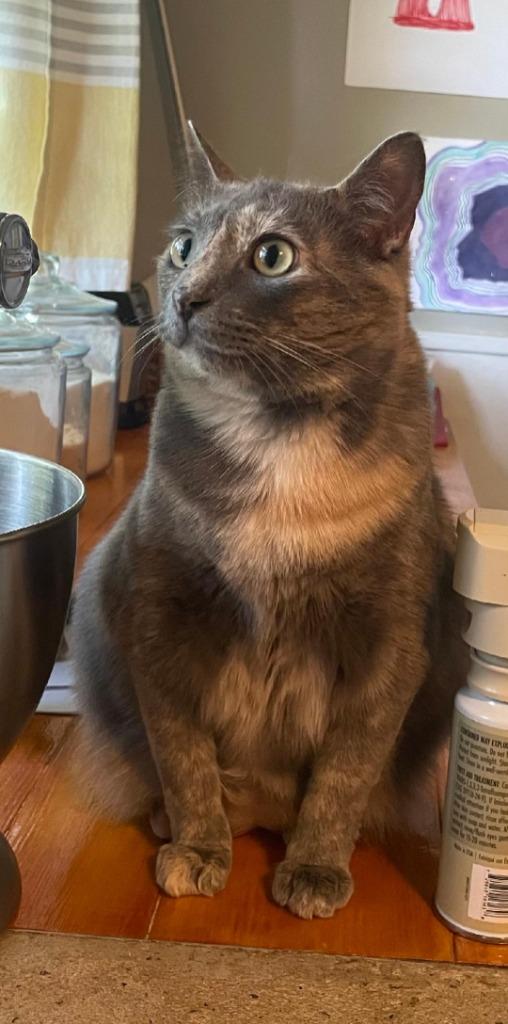 Enlarge Cookie, a Adoptable mixed breed in Hoover , AL image 3/6