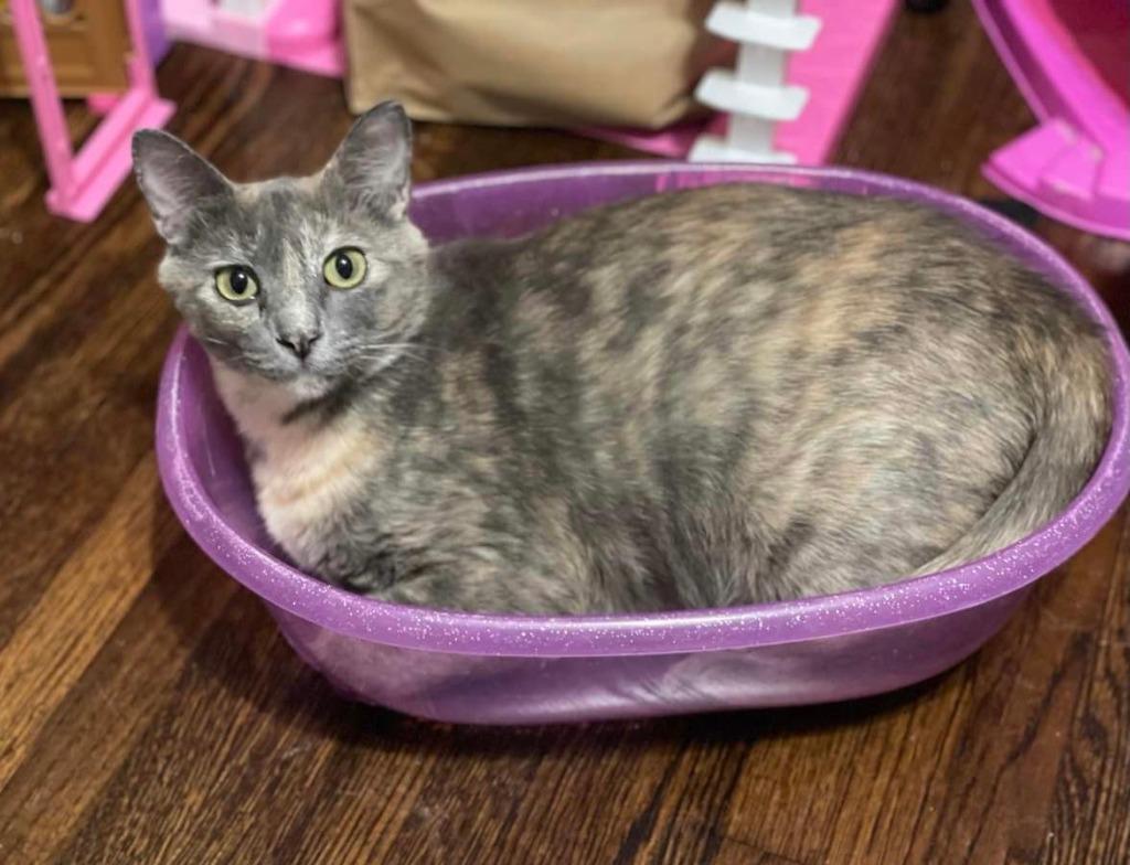 Cookie, Adoptable, Adult Female Domestic Short Hair.