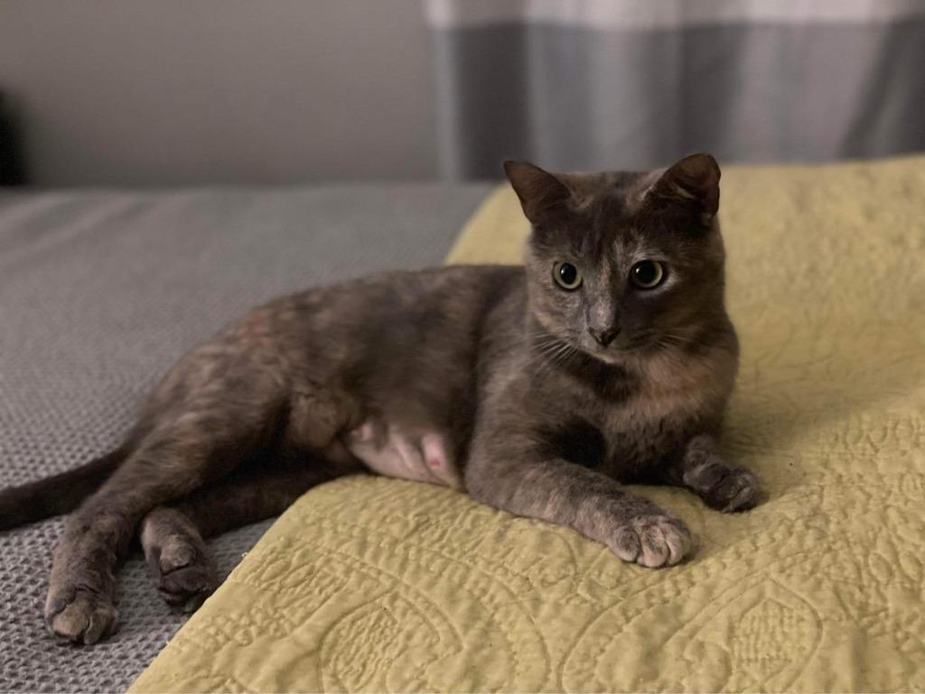 Enlarge Cookie, a Adoptable mixed breed in Hoover , AL image 5/6