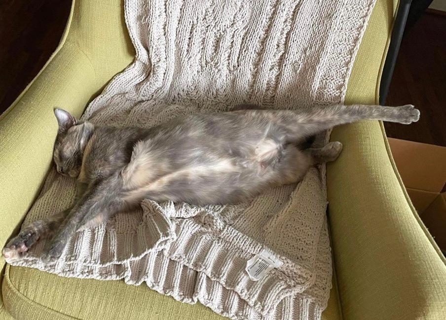 Enlarge Cookie, a Adoptable mixed breed in Hoover , AL image 5/6