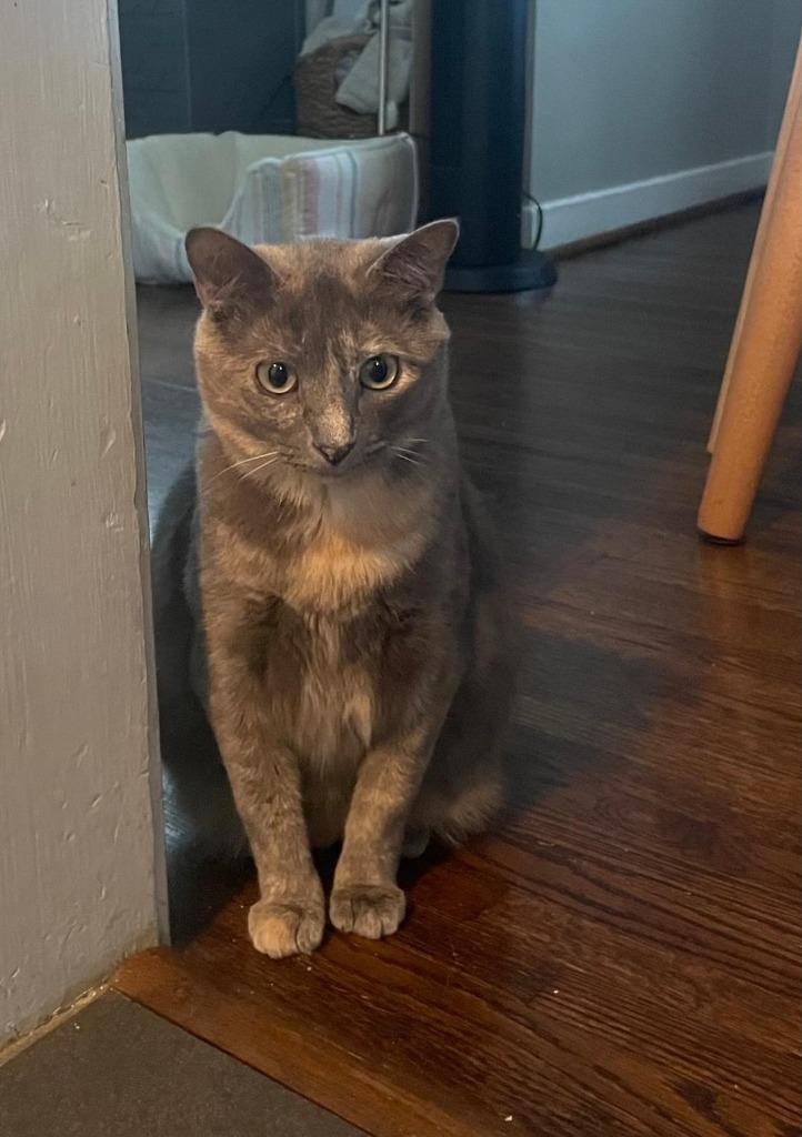 Enlarge Cookie, a Adoptable mixed breed in Hoover , AL image 6/6