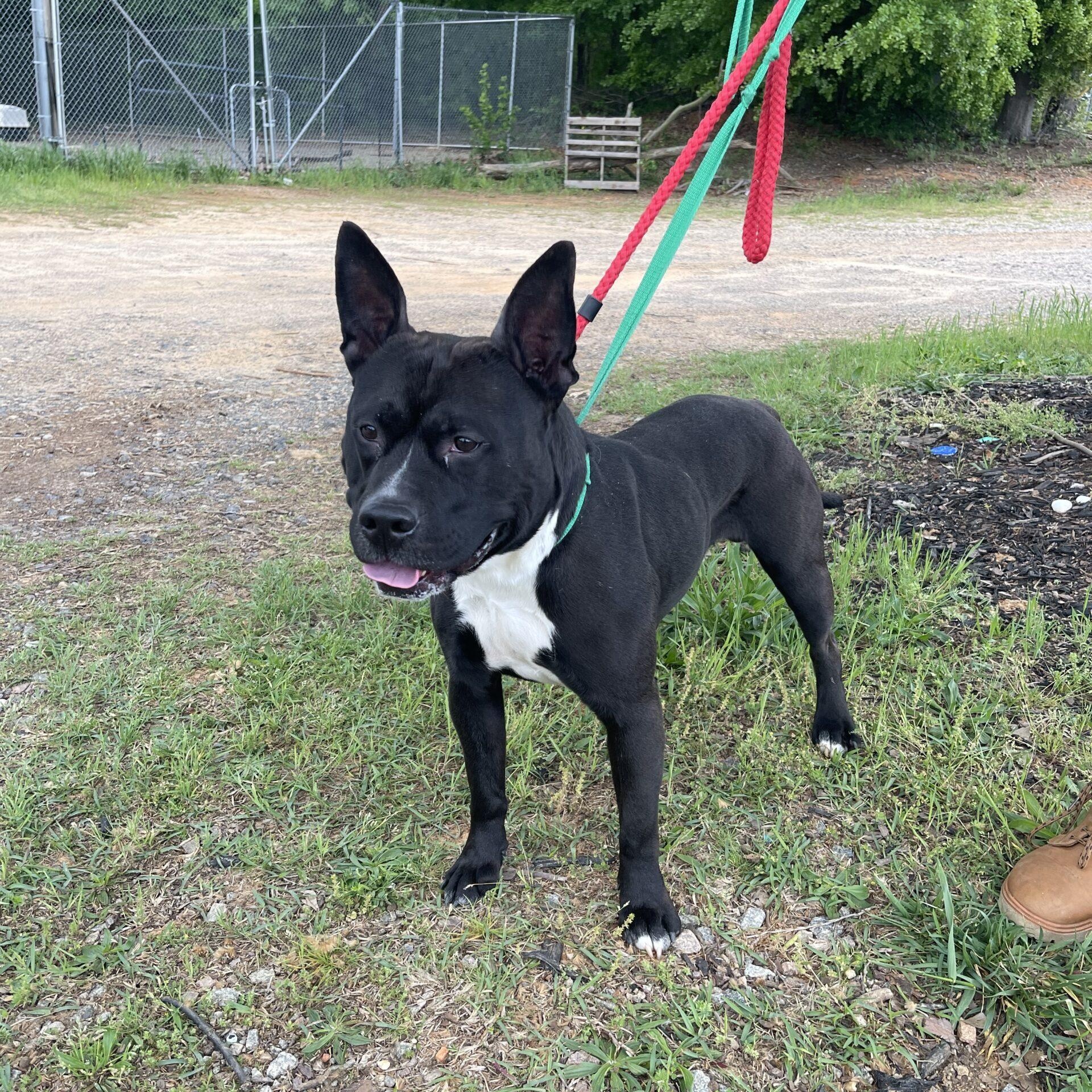 Enlarge King, a Adoptable mixed breed in Buffalo, NY image 3/4