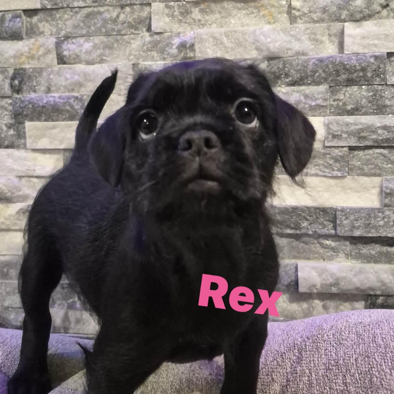 Rex * Frenchie/ shih poo, adopted, Puppy Female French Bulldog & Shih poo.