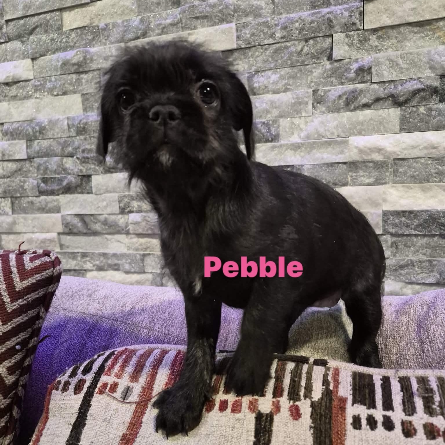 Enlarge Rex * Frenchie/ shih poo, an adopted mixed breed in Wayne , NJ image 2/3