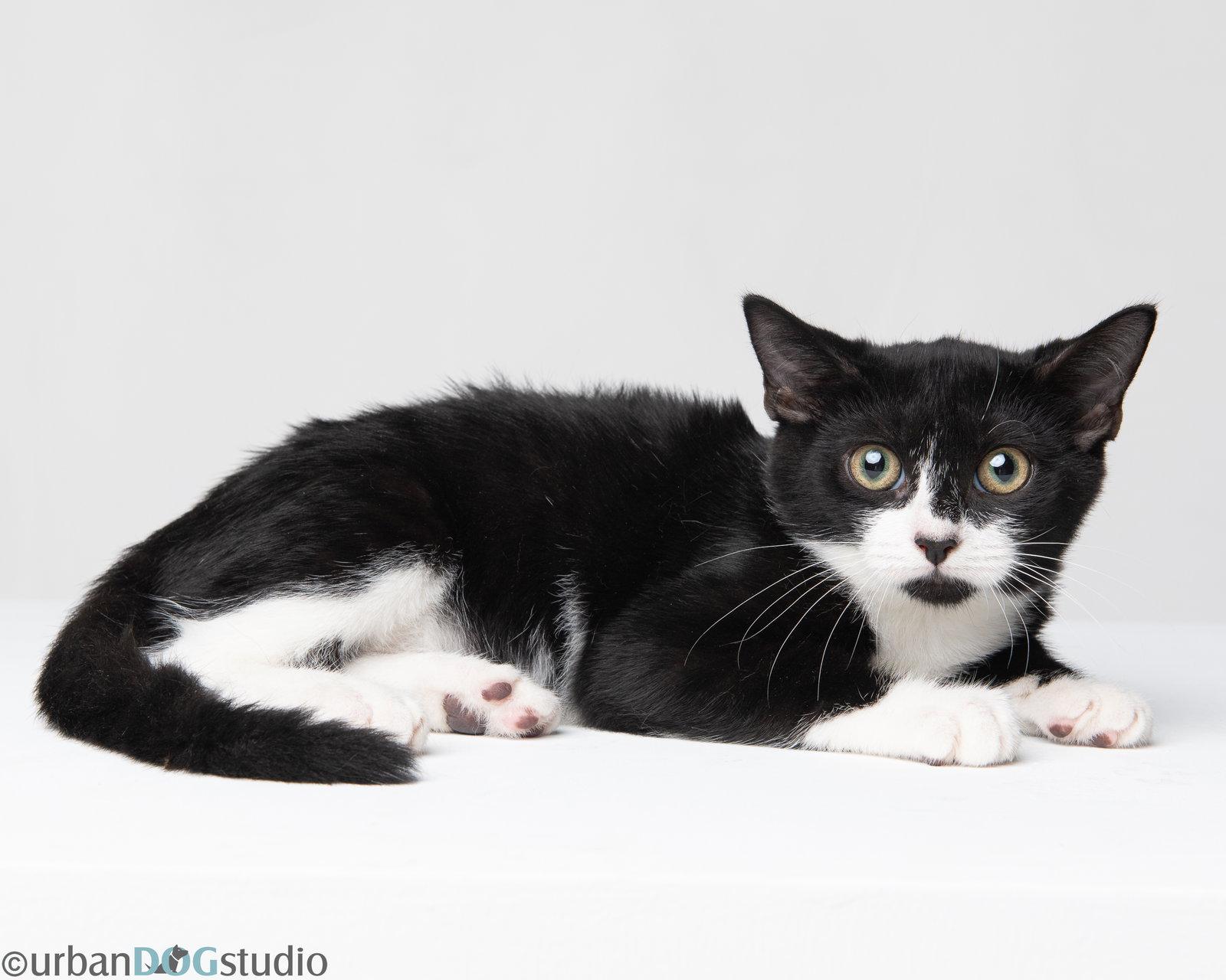Ernest - M, Adoptable, Young Male Domestic Short Hair.