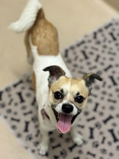 Joe, Adoptable, Young Male Mixed Breed & Mixed Breed.